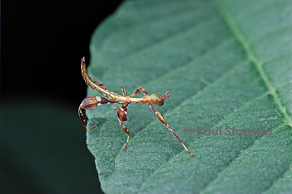 Phyllium giganteum (phyllie, phasme feuille) - larve