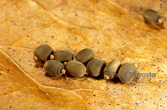 Carausus morosus (phasme) - œufs