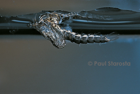 Culex pipiens (moustique) - exuvie de la nymphe
