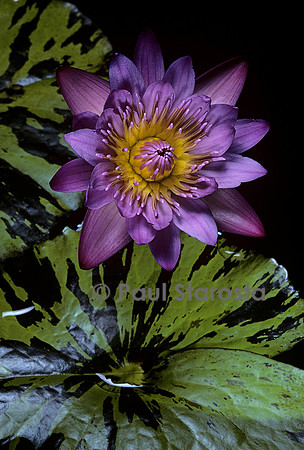 Nymphaea ‘Evelyn Randing’