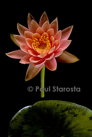 Nymphaea ‘Colorado’