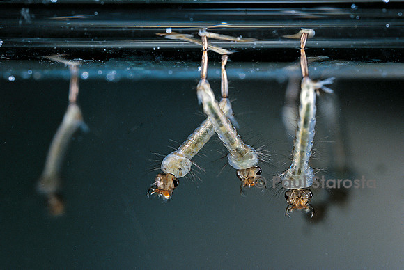 Culex pipiens (moustique) - larve