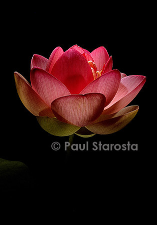 Nelumbo nucifera ‘Mrs. Perry D. Slocum’