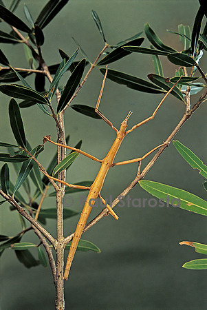 Clonopsis gallica (phasme gaulois)