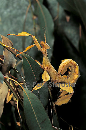 Extatosoma tiaratum (phasme)