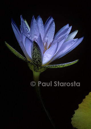 Nymphaea ‘Blue Beauty’