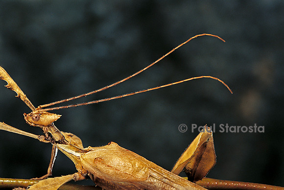 Extatosoma tiaratum (phasme) -  portrait mâle