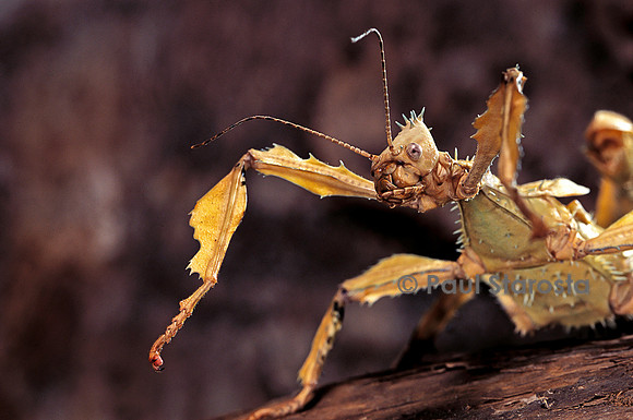 Extatosoma tiaratum (phasme) - portrait
