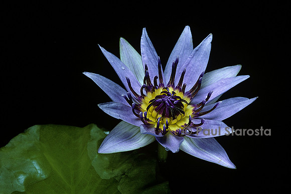 Nymphaea colorata