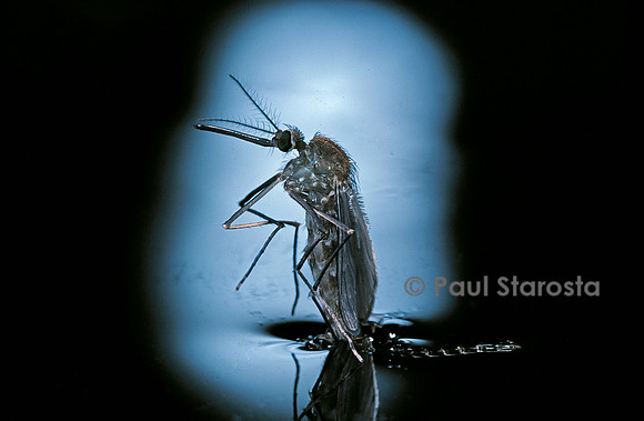Culex pipiens (moustique) - éclosion (c2)
