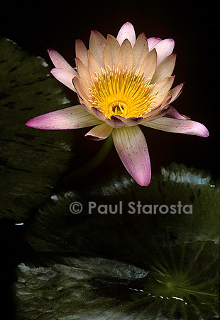 Nymphaea ‘Green Smoke’ - 3e jour
