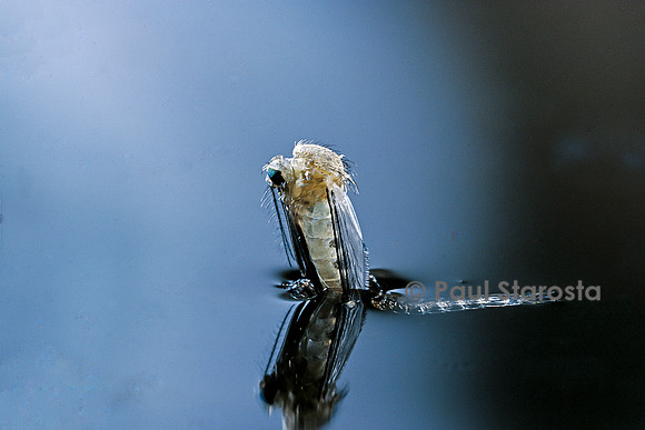 Culex pipiens (moustique) - éclosion (a5)
