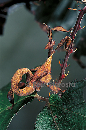 Extatosoma tiaratum (phasme) - larve