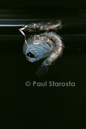 Culex pipiens (moustique) -  nymphe