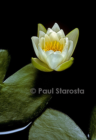 Nymphaea candida