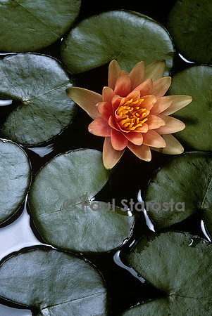 Nymphaea ‘Little Sue’