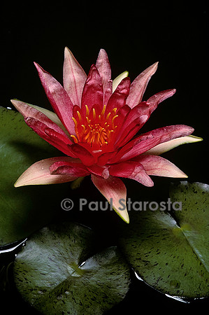 Nymphaea ‘Red Spider’