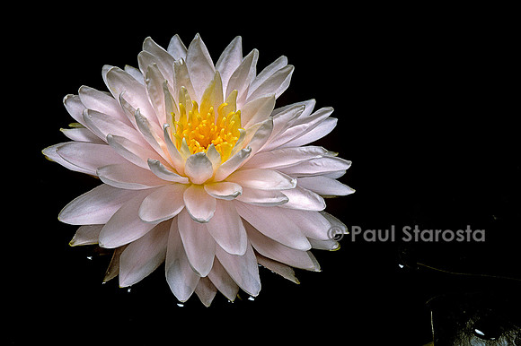 Nymphaea ‘Gloire du Temple-sur-Lot’