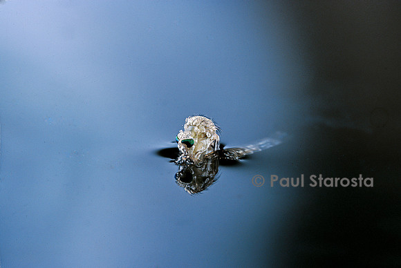 Culex pipiens (moustique) - éclosion (a3)