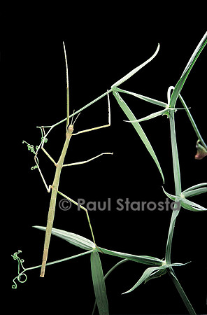 Baculum sp. (phasme)