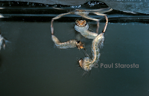 Culex pipiens (moustique) - larve