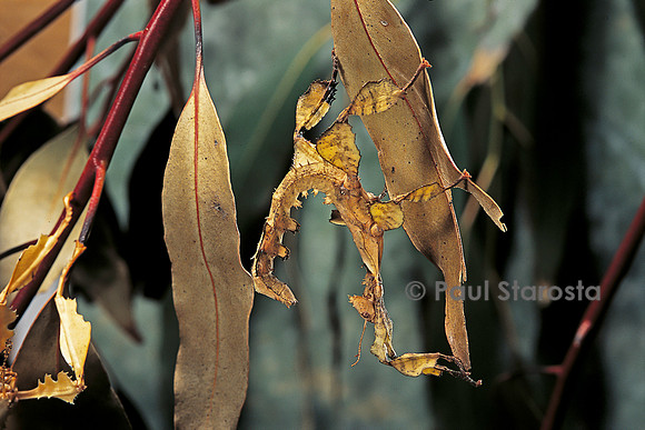 Extatosoma tiaratum (phasme) - larve