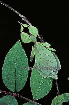 Phyllium giganteum (phyllie, phasme feuille)