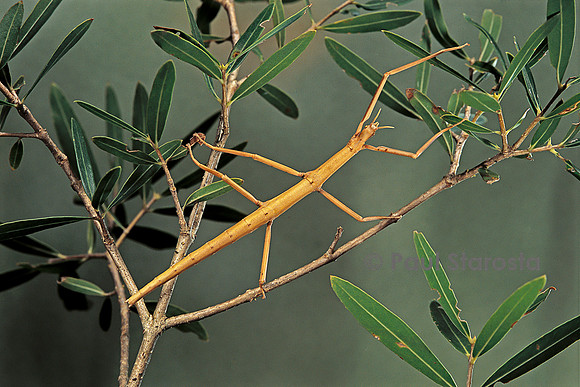 Clonopsis gallica (phasme gaulois)