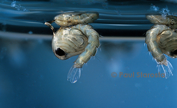 Culex pipiens (moustique) - nymphes