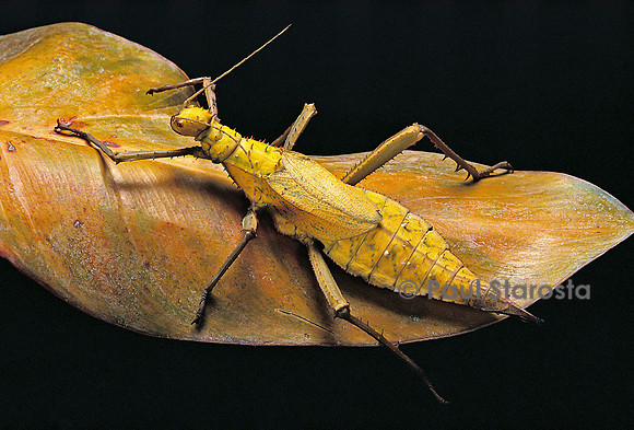Heteropteryx dilatata (phasme)