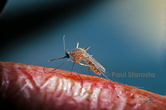 Culex pipiens (moustique) - sur une fleur