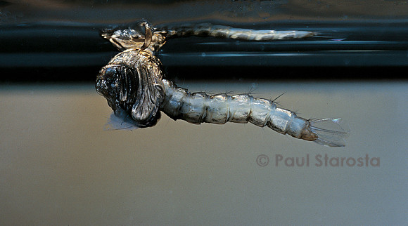 Culex pipiens (moustique) - éclosion vue de sous l'eau
