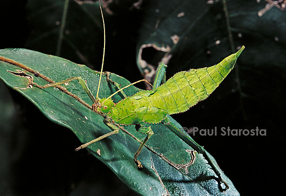 Heteropteryx dilatata (phasme) - larve