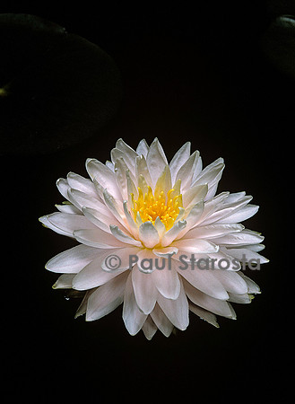 Nymphaea ‘Gloire du Temple-sur-Lot’