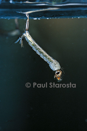 Culex pipiens (moustique) - larve