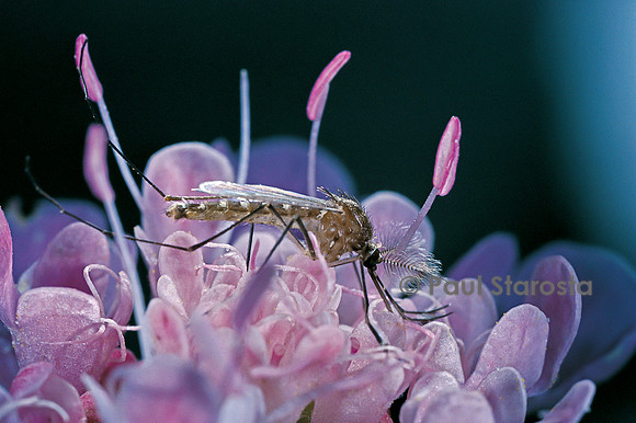 Culex pipiens (moustique) - sur une fleur