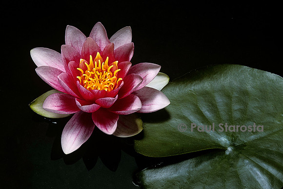 Nymphaea ‘Sultan’