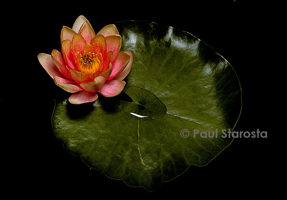 Nymphaea ‘Chrysantha’