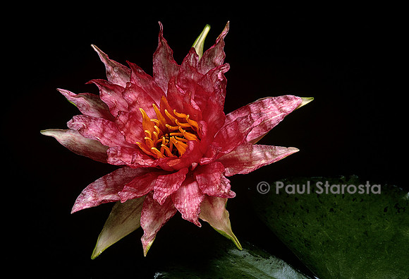 Nymphaea ‘Red Spider’