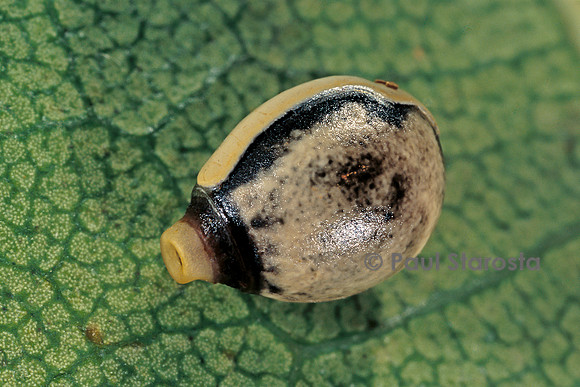Extatosoma tiaratum (phasme) - œuf