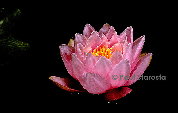 Nymphaea ‘Pink Pumpkin’