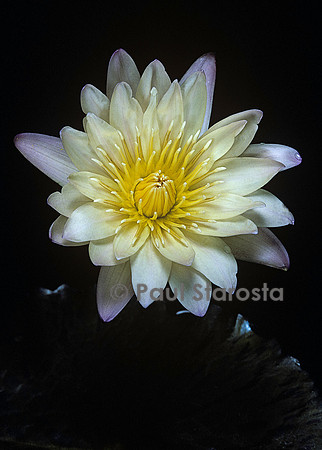 Nymphaea ‘Green Smoke’
