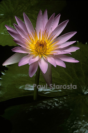 Nymphaea ‘Pink Star’