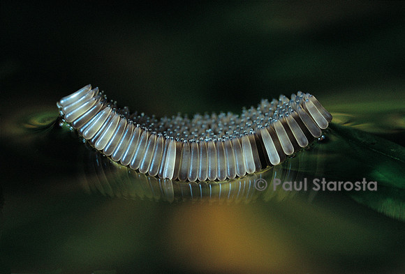Culex pipiens (moustique) - œufs