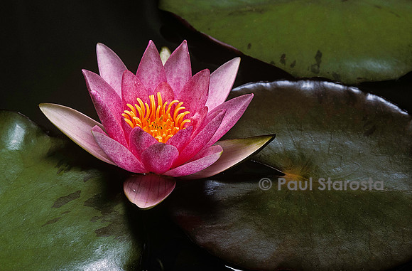 Nymphaea ‘Rose Laydekeri’