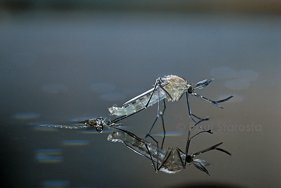 Culex pipiens (moustique) - éclosion (d11)