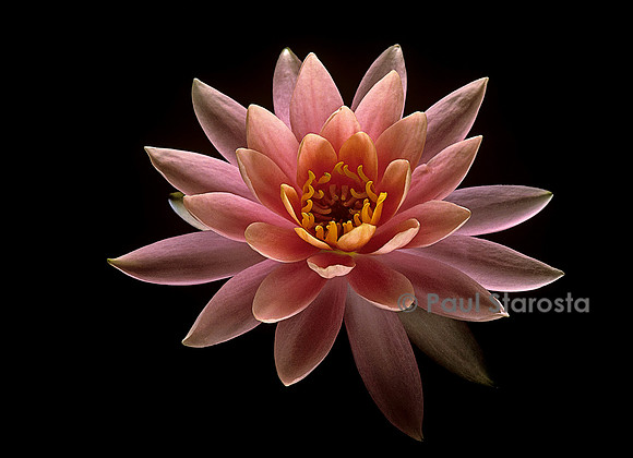 Nymphaea ‘Colorado’