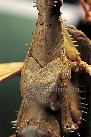 Extatosoma tiaratum (phasme) - détail