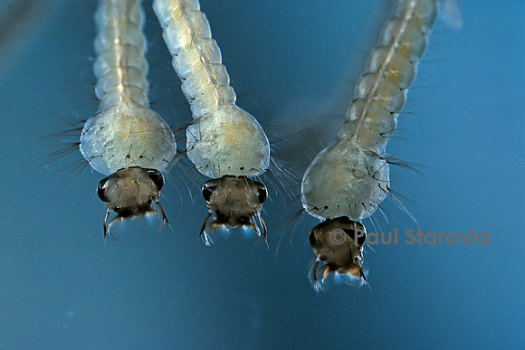 Culex pipiens (moustique) - larve détail