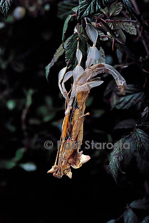 Extatosoma tiaratum (phasme) - mue imaginale